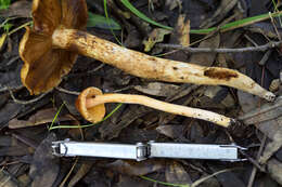 Image of Inocybe cinnamomea A. H. Sm. 1941