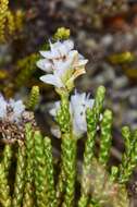 Sivun Veronica hectorii subsp. coarctata (Cheesem.) Garn.-Jones kuva