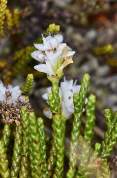 Image of Veronica hectorii subsp. coarctata (Cheesem.) Garn.-Jones