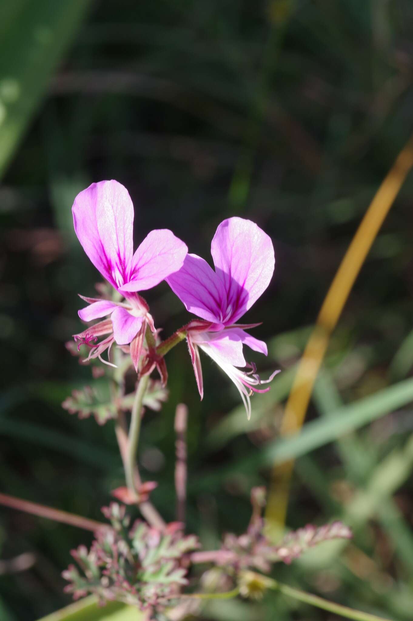 Image of Pelargonium multicaule Jacq.