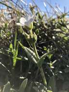 Imagem de Cerastium arvense subsp. strictum (L.) Gaudin