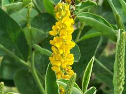 Image of Crotalaria mitchellii Benth.