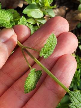 Image of Lamium amplexicaule subsp. mauritanicum (Gand. ex Batt.) Maire