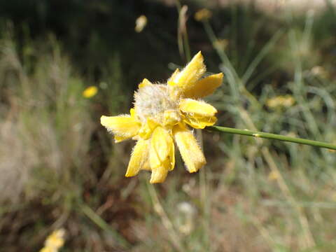 Image of Genista umbellata (L'Her.) Poir.