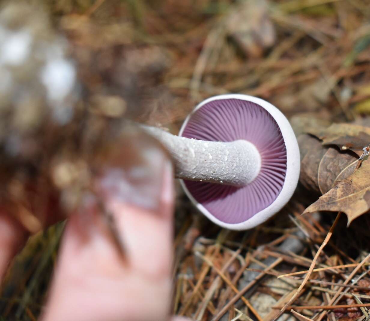 Image de Laccaria ochropurpurea (Berk.) Peck 1897