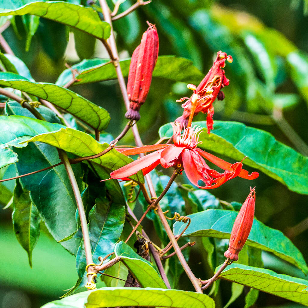 Image of Passiflora quadriglandulosa Rodschied