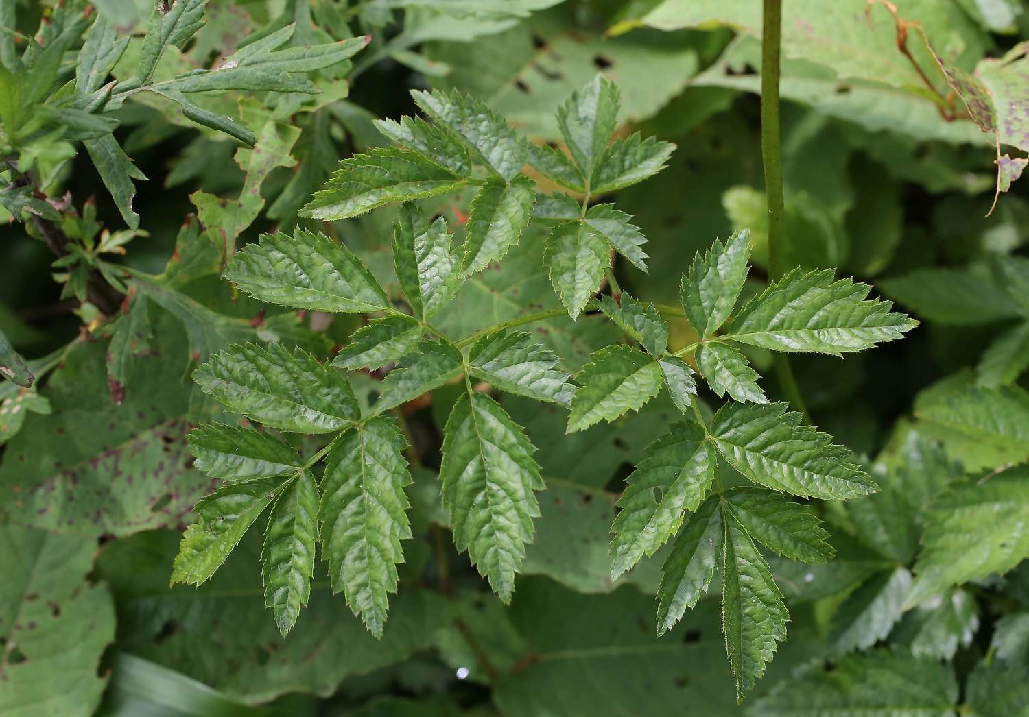 صورة Astilbe formosa Nakai