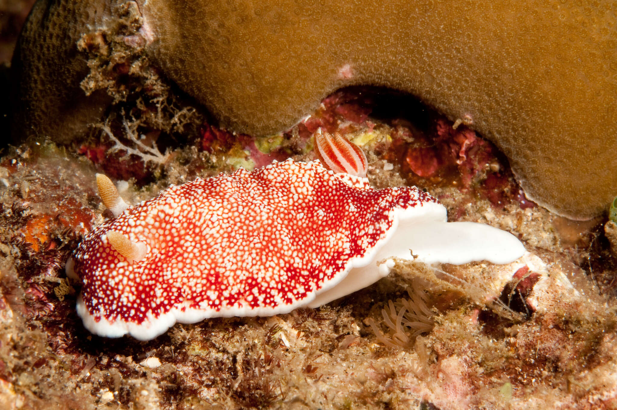 Image of Reticulated red slug