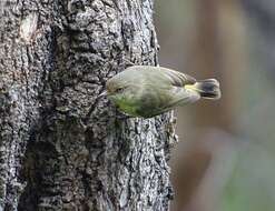 Imagem de Acanthiza reguloides australis (North 1904)