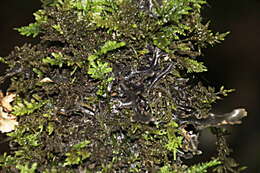 Image of Pseudocyphellaria dissimilis (Nyl.) D. J. Galloway & P. James