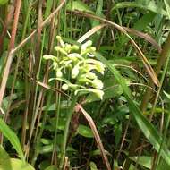 Image of Green Woodland Orchid