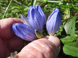 Image of <i>Gentiana <i>andrewsii</i></i> var. andrewsii