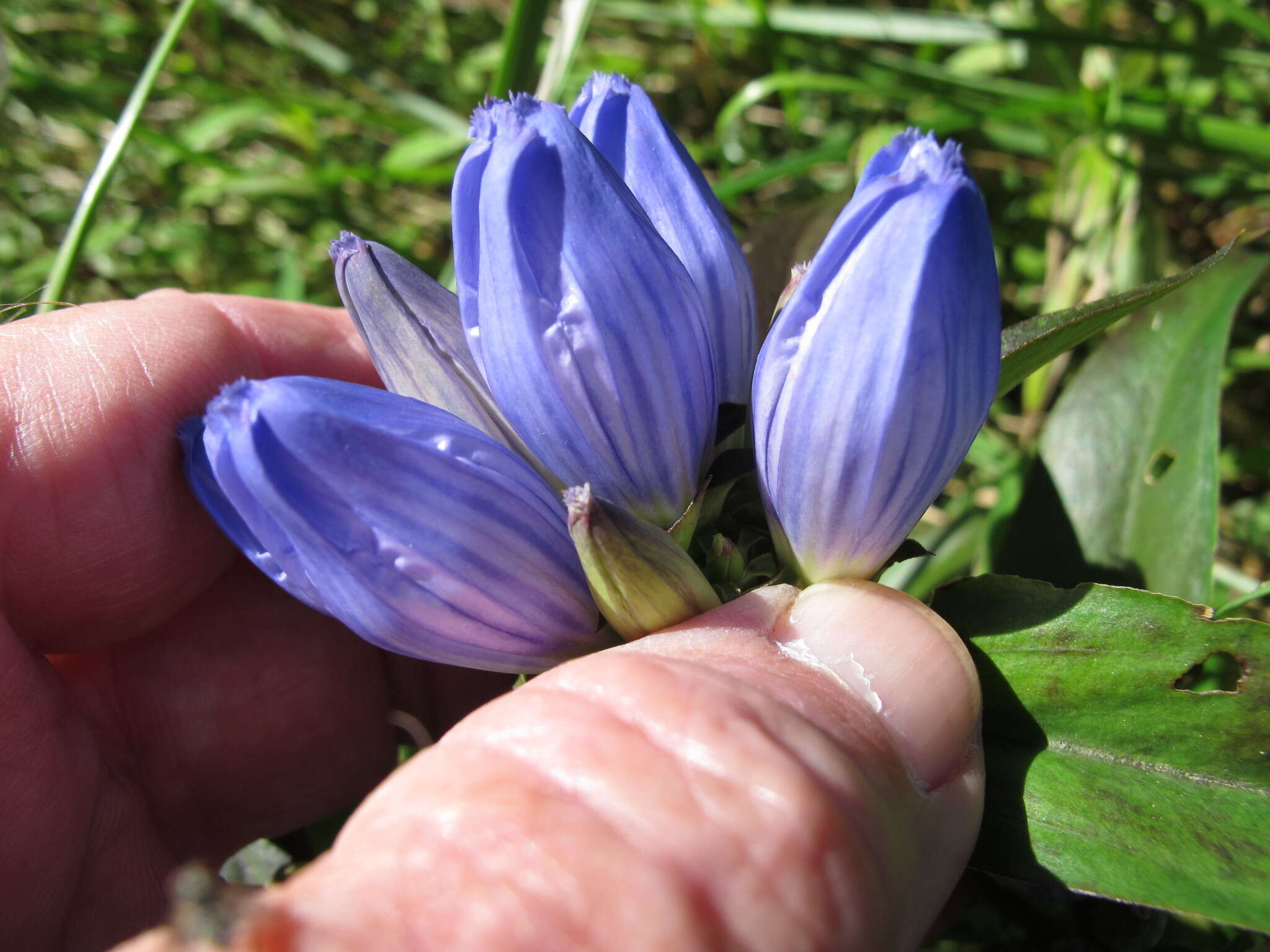 Image of <i>Gentiana <i>andrewsii</i></i> var. andrewsii