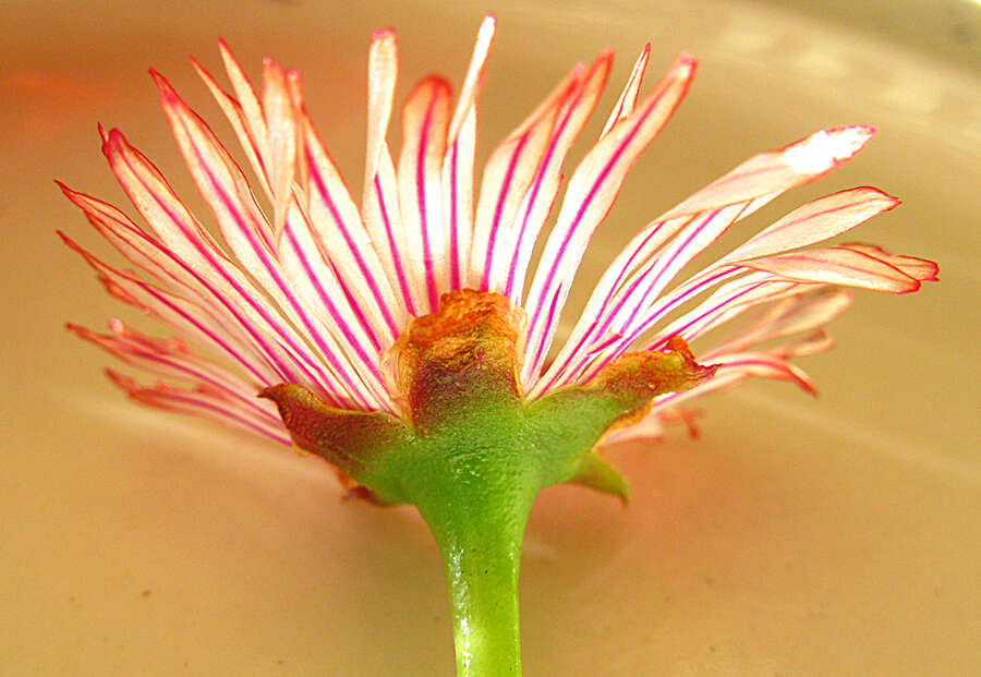 Acrodon bellidiflorus (L.) N. E. Br. resmi