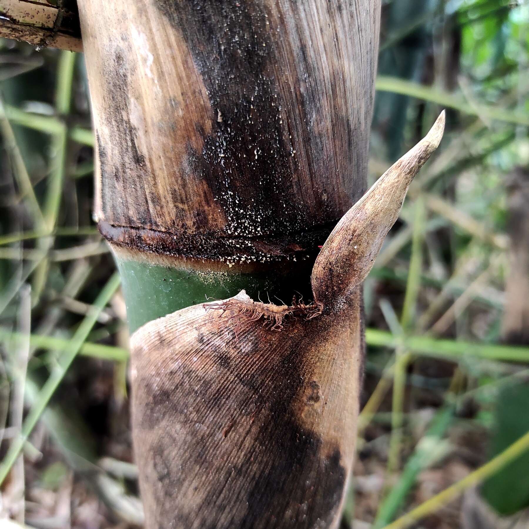 Image of Indian Thorny Bamboo