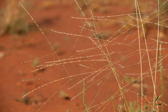 Image of Digitaria hystrichoides Vickery