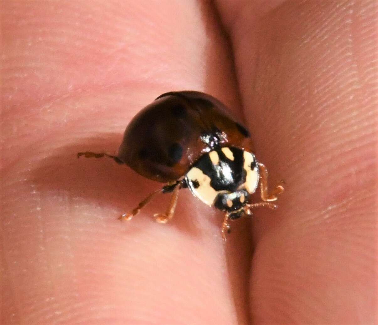 Image of Fifteen-spotted Lady Beetle