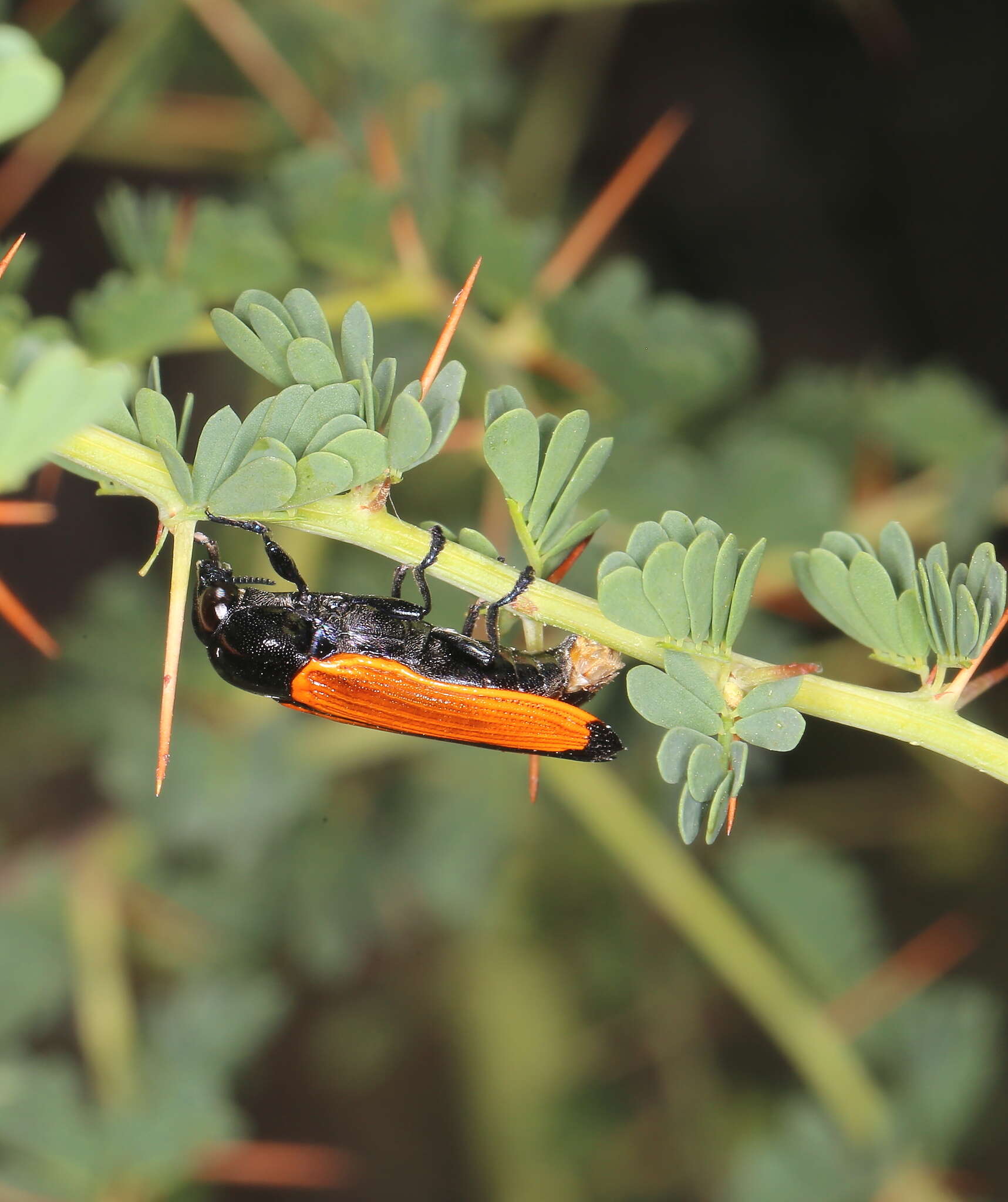 Image of Castiarina rufipennis (Kirby 1818)