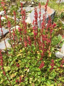 Image of Rumex nivalis Hegetschw.