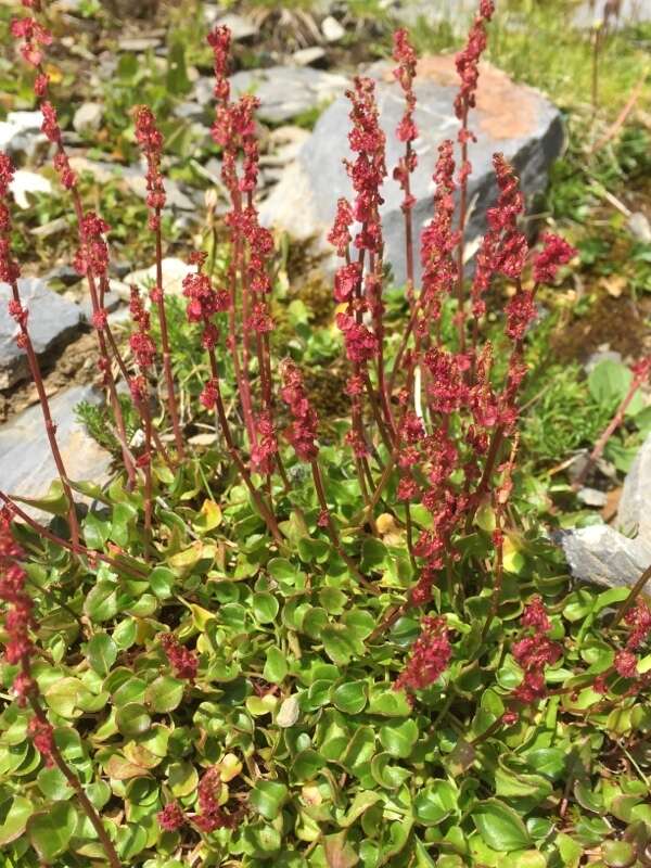 Rumex nivalis Hegetschw. resmi