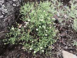 Image of Stellaria dichotoma L.