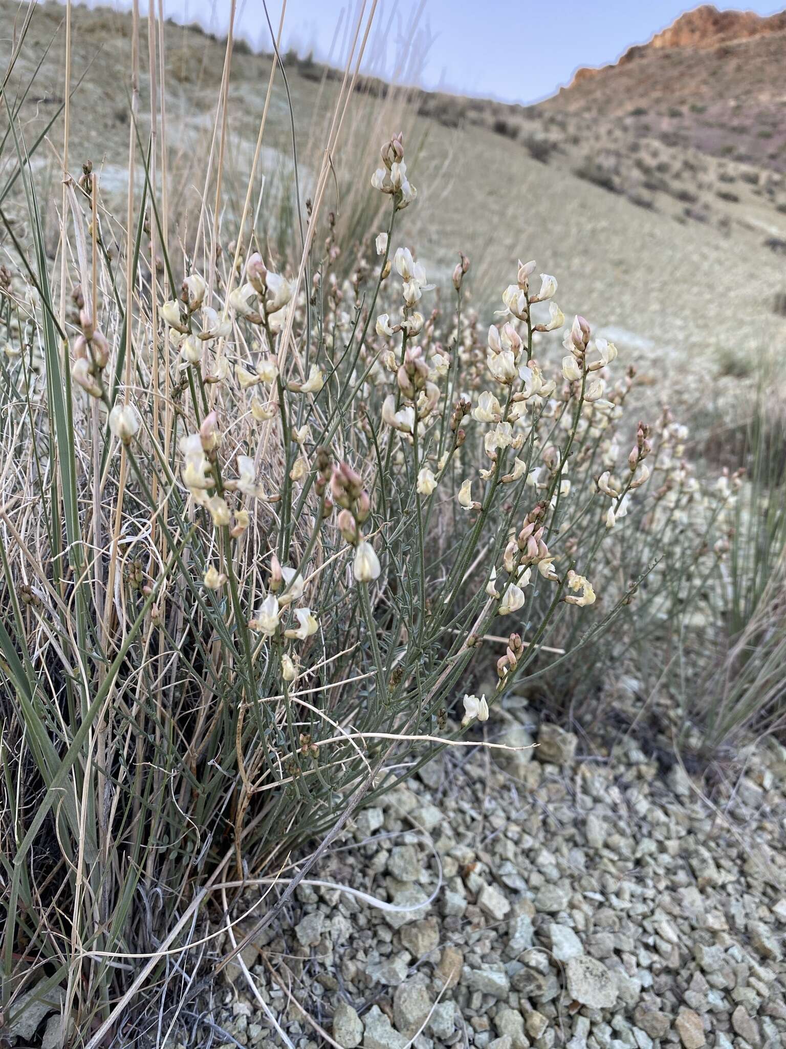 صورة Astragalus cusickii var. sterilis (Barneby) R. C. Barneby