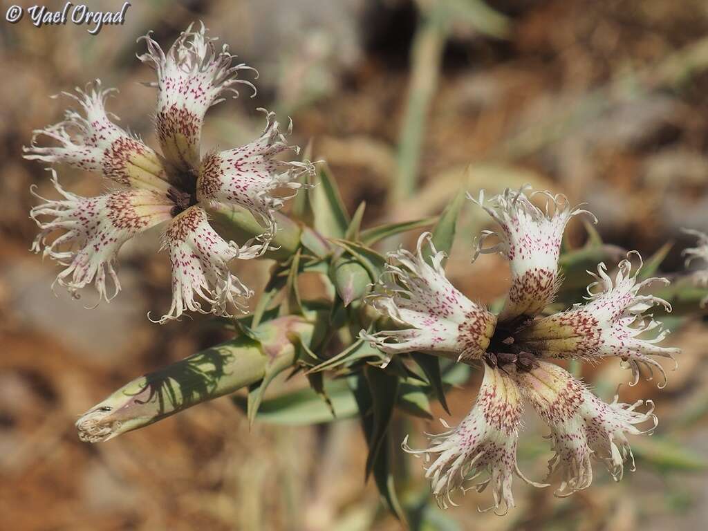 Image of Dianthus libanotis Labill.