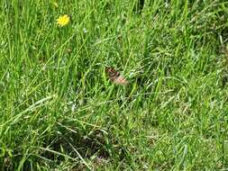 Image of Meadow Argus