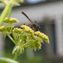 Image of <i>Australozethus <i>tasmaniensis</i></i> tasmaniensis