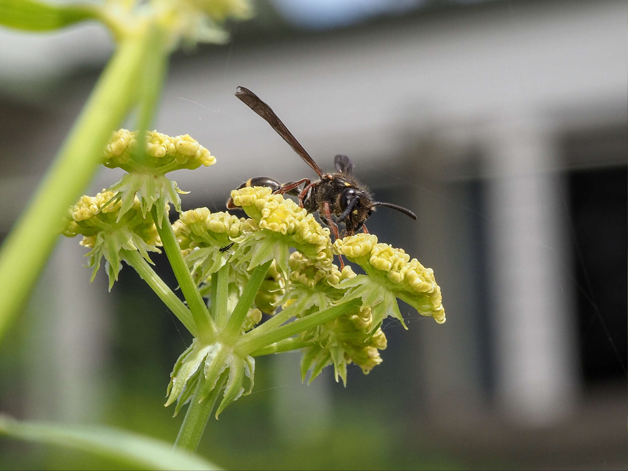 Image of <i>Australozethus <i>tasmaniensis</i></i> tasmaniensis