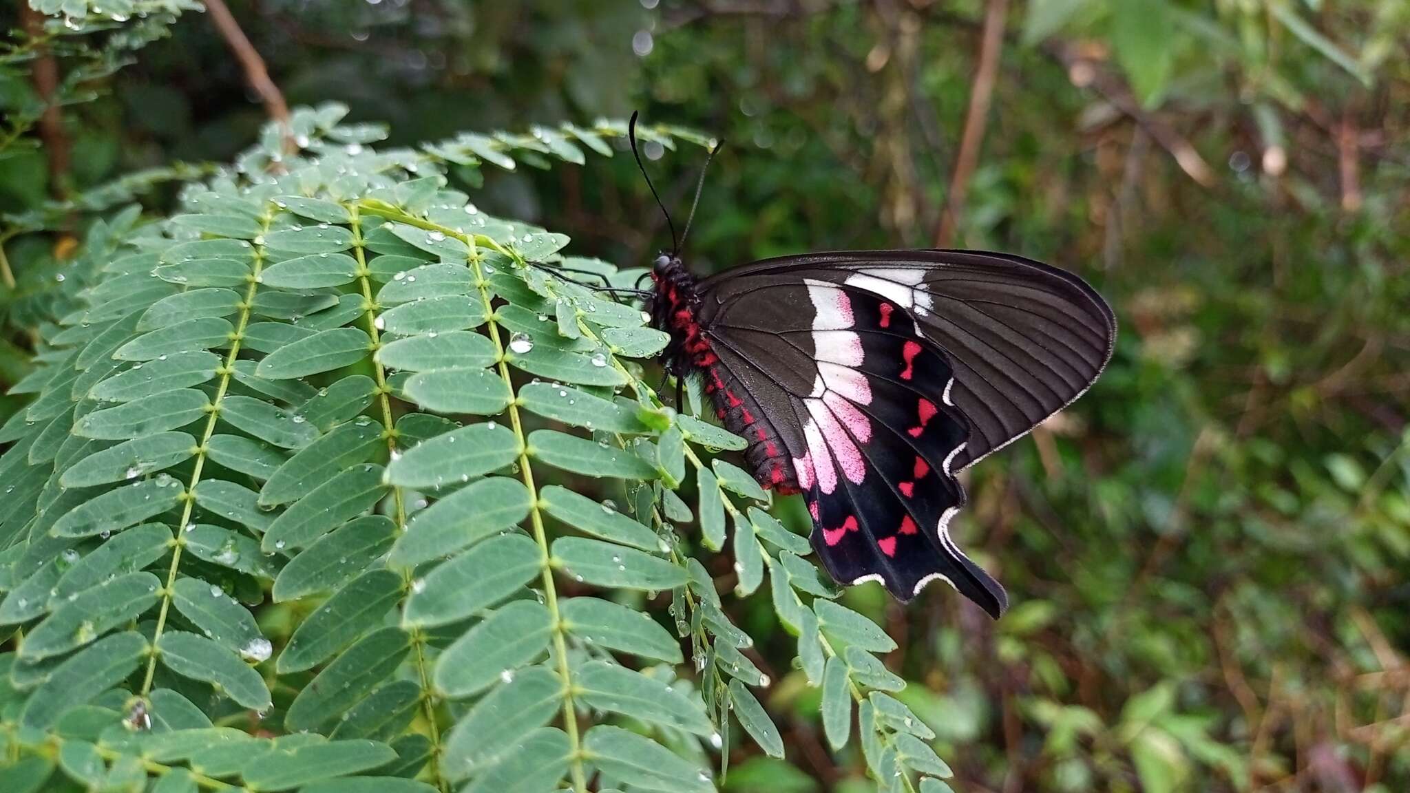 Parides ascanius (Cramer (1775))的圖片