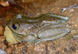Image of Goudot's Bright-eyed Frog