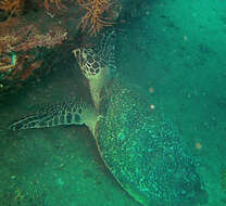 Image of Eretmochelys