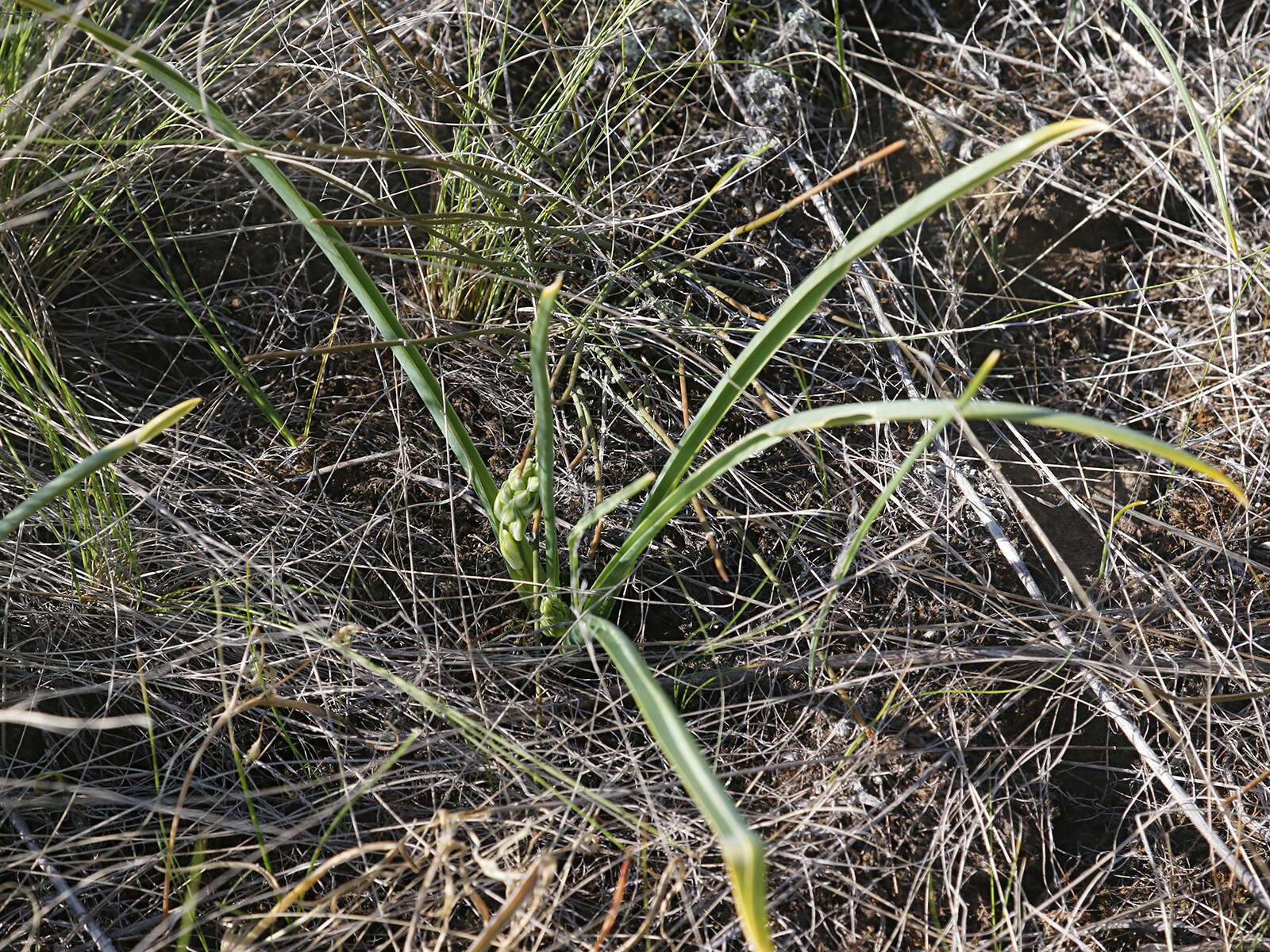 Image of Ornithogalum fischerianum Krasch.