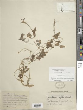 Image of <i>Phaseolus pauciflorus</i>