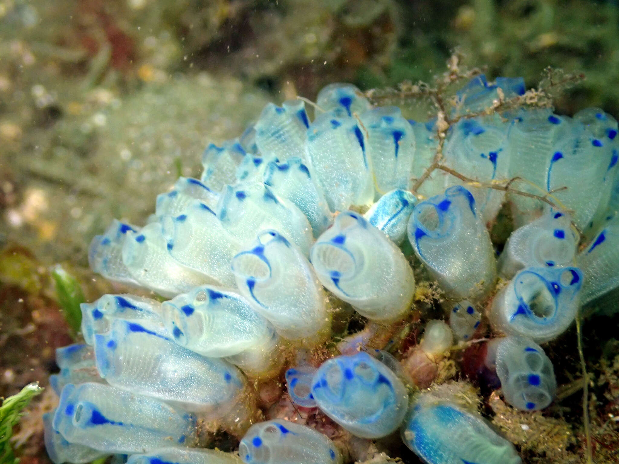 Image of Clavelina australis (Herdman 1899)