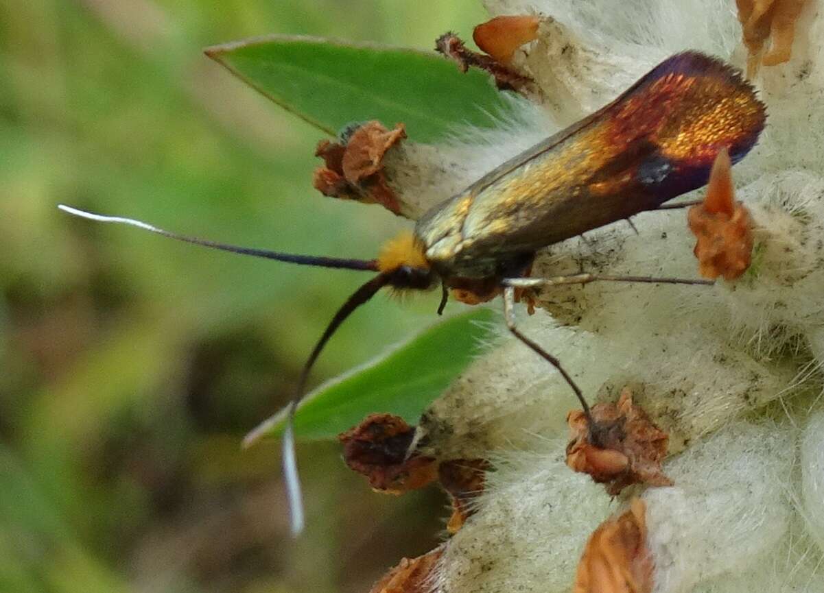 Image de Nemophora cupriacella Hübner 1822