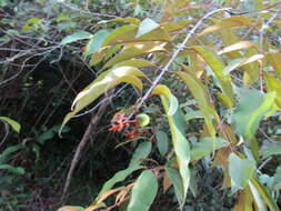 Image of Vismia guianensis (Aubl.) DC.