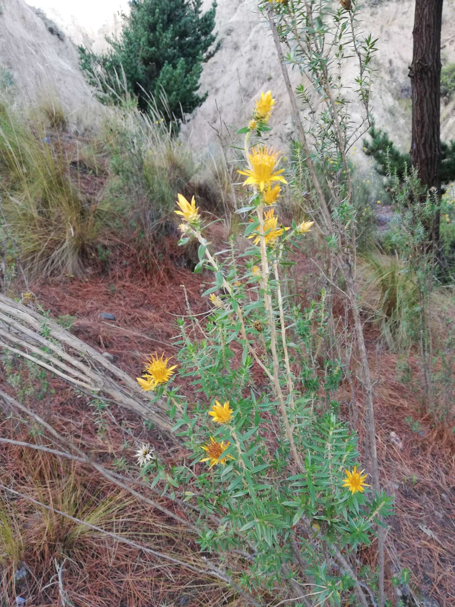 Image of Chuquiraga parviflora (Griseb.) Hieron.