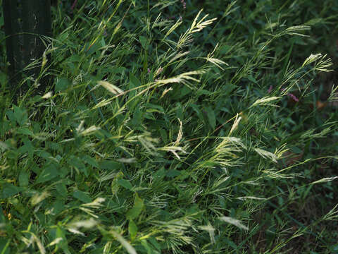 Image of carpgrass