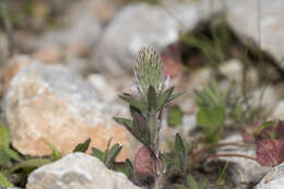 Image de Trifolium infamia-ponertii Greuter