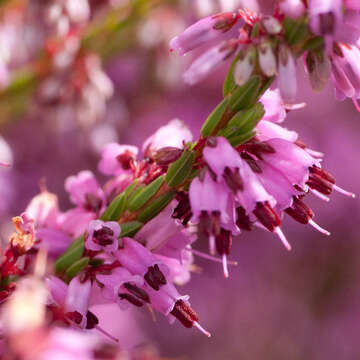 Imagem de Erica equisetifolia Salisb.