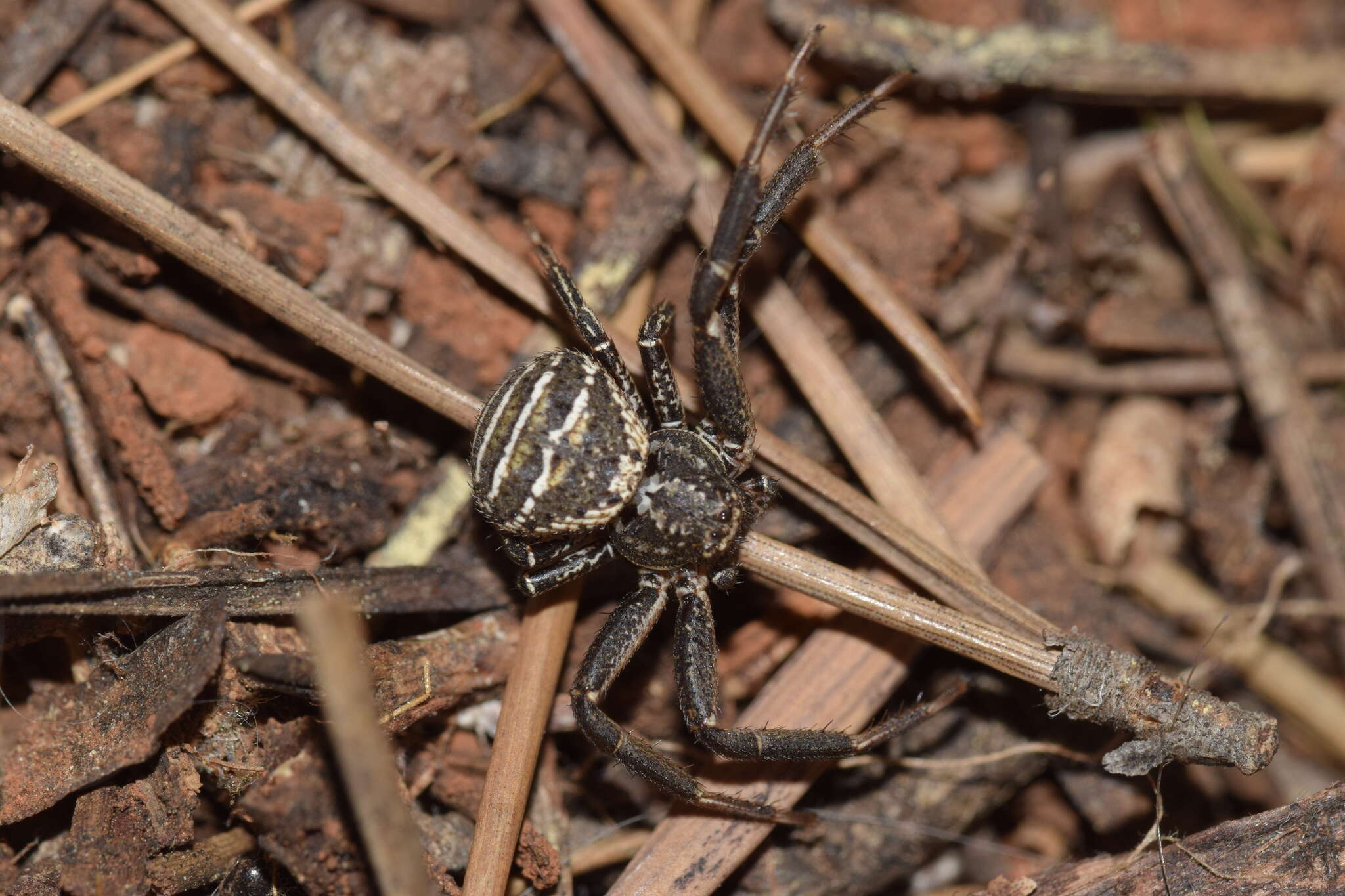 Sivun Bassaniodes bufo (Dufour 1820) kuva