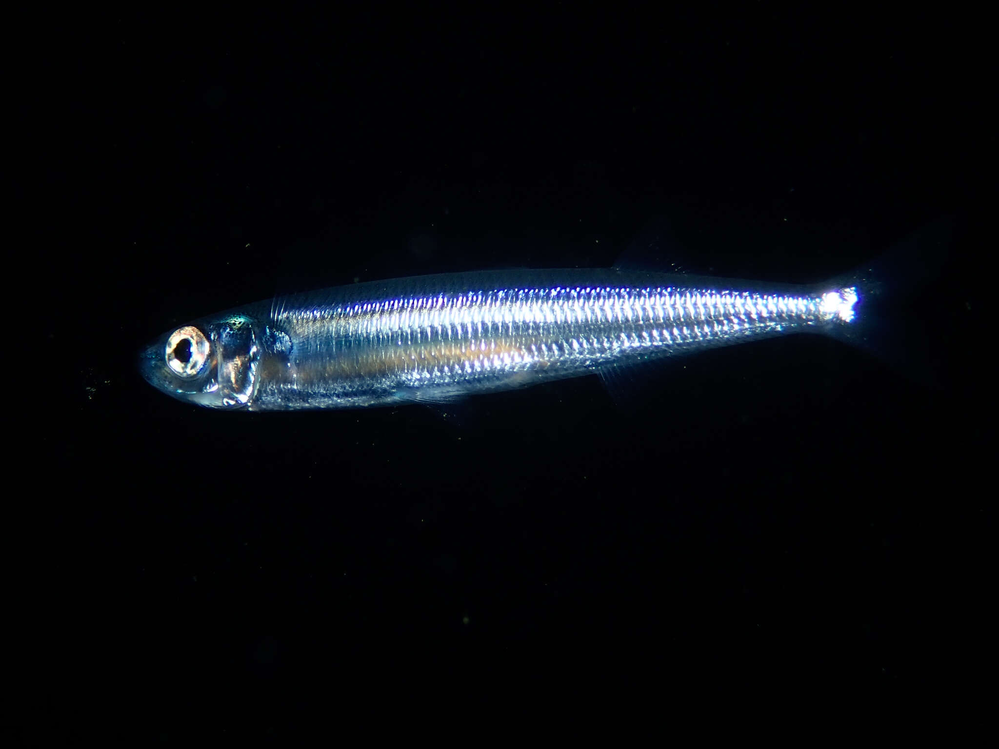 Image of Mediterranean sand smelt