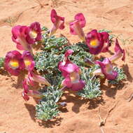 Image de Harpagophytum procumbens subsp. procumbens