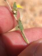 Image of Red Rock tarweed