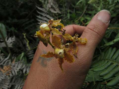 Image of Cyrtochilum divaricatum (Lindl.) Dalström