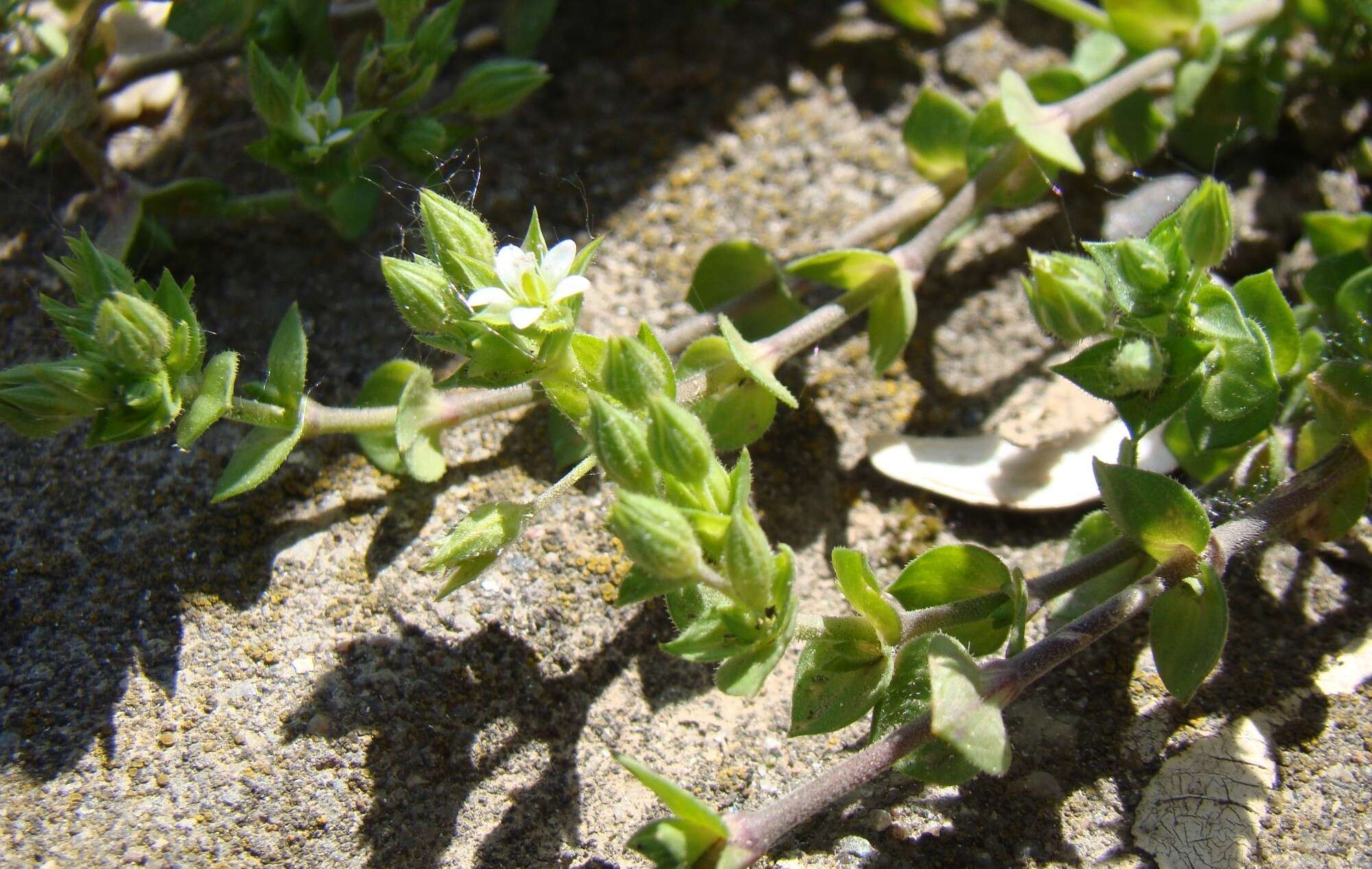 Image of thyme-leaved sandwort