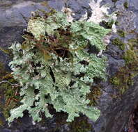 Image of Oregon lung lichen