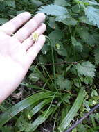 Image of few-flowered leek